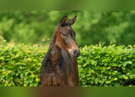 Hanovrien, Jument, Poulain (04/2024), Bai brun foncé