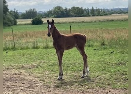 Hanovrien, Jument, Poulain (06/2024), Bai clair