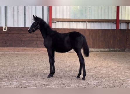 Hanovrien, Jument, Poulain (04/2023), Noir
