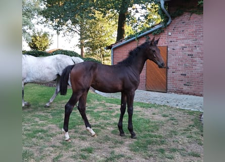 Hanovrien, Jument, Poulain (03/2026), Peut devenir gris