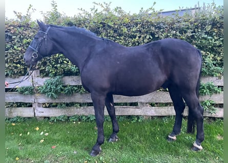 Schweres Warmblut, Wallach, 10 Jahre, 16,2 hh, Rappe