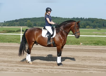 Heavy Warmblood, Gelding, 10 years, 16,1 hh, Brown