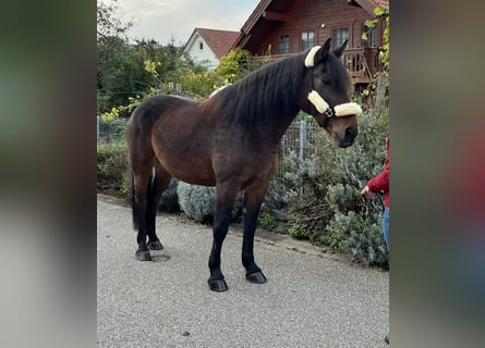 Heavy Warmblood Mix, Gelding, 11 years, 16,1 hh, Bay-Dark