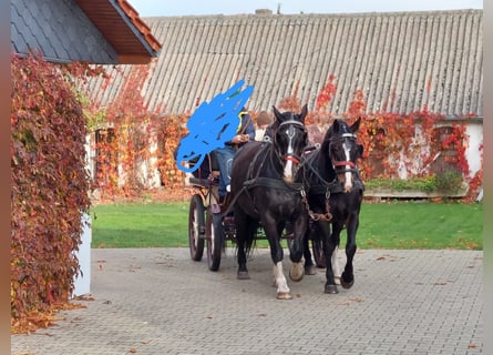 Heavy Warmblood, Gelding, 14 years, 16.3 hh, Black