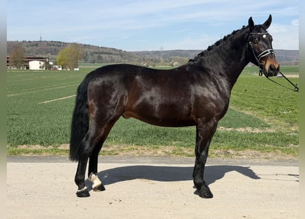 Heavy Warmblood, Gelding, 3 years, 15.2 hh, Bay-Dark