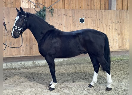 Heavy Warmblood, Gelding, 3 years, 15,3 hh, Black