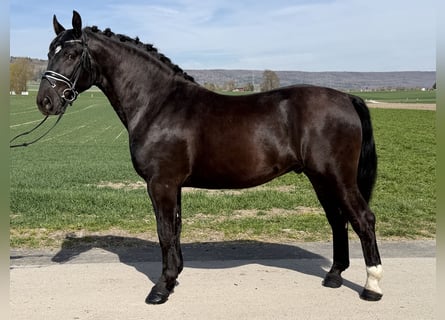 Heavy Warmblood, Gelding, 3 years, 15,3 hh, Black