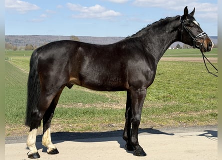 Heavy Warmblood, Gelding, 3 years, 16.1 hh, Bay-Dark