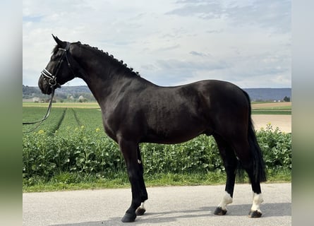 Heavy Warmblood, Gelding, 3 years, 16.1 hh, Black