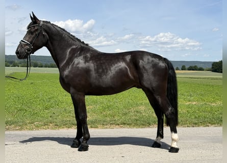 Heavy Warmblood, Gelding, 3 years, 16.1 hh, Black