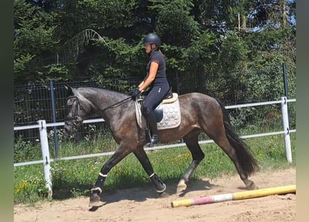 Heavy Warmblood Mix, Gelding, 3 years, 16.1 hh, Gray-Dark-Tan