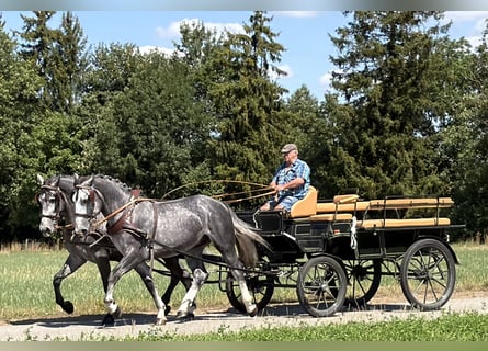 Heavy Warmblood, Gelding, 3 years, 16.1 hh, Grey-Dapple