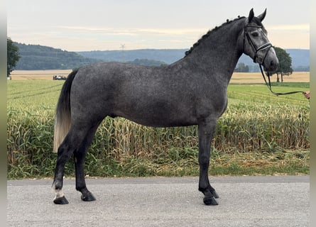 Heavy Warmblood, Gelding, 3 years, 16.1 hh, Grey-Dapple