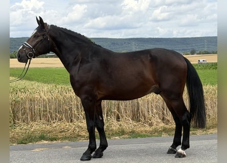 Heavy Warmblood, Gelding, 3 years, 16 hh, Bay-Dark