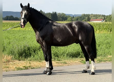 Heavy Warmblood, Gelding, 3 years, 16 hh, Black