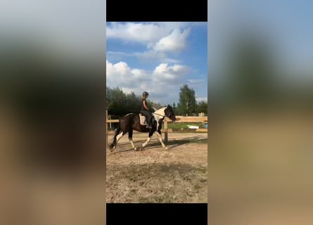 Heavy Warmblood, Gelding, 3 years, 16 hh, Pinto