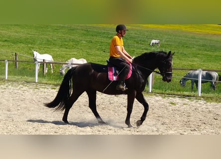 Heavy Warmblood Mix, Gelding, 3 years, 16,1 hh, Black
