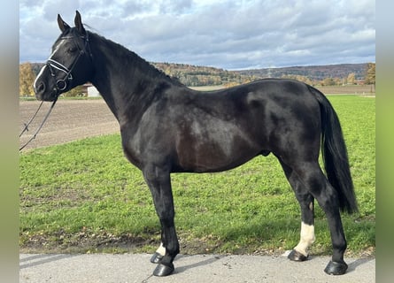 Heavy Warmblood, Gelding, 3 years, 16,1 hh, Black