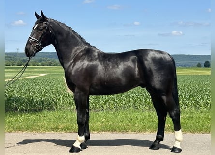 Heavy Warmblood, Gelding, 3 years, 16,1 hh, Black