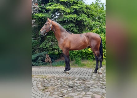 Heavy Warmblood, Gelding, 3 years, 16,1 hh