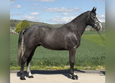 Heavy Warmblood, Gelding, 3 years, 16,1 hh, Grey