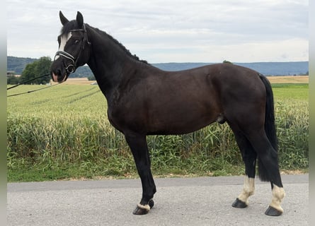 Heavy Warmblood, Gelding, 4 years, 15.3 hh, Black