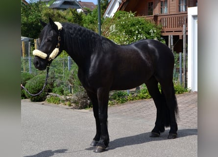 Heavy Warmblood Mix, Gelding, 4 years, 16 hh, Black