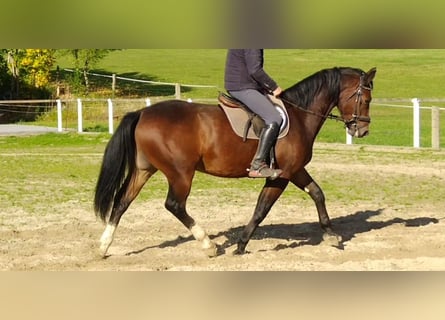 Heavy Warmblood, Gelding, 4 years, 16 hh, Brown