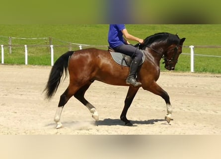 Heavy Warmblood, Gelding, 4 years, 16 hh, Brown