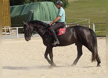 Schweres Warmblut, Wallach, 4 Jahre, 16 hh, Rappschimmel