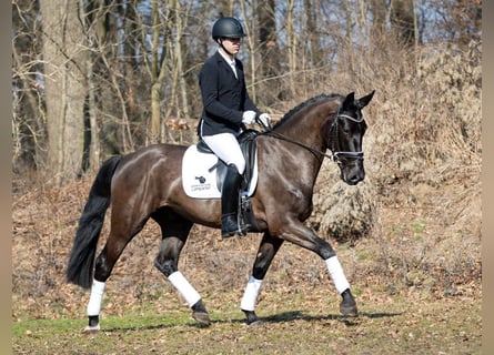 Heavy Warmblood, Gelding, 4 years, 16,1 hh, Black