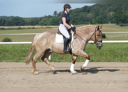 Schweres Warmblut, Wallach, 5 Jahre, 15,1 hh, Rotschimmel