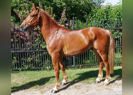 Heavy Warmblood Mix, Gelding, 5 years, 15,1 hh