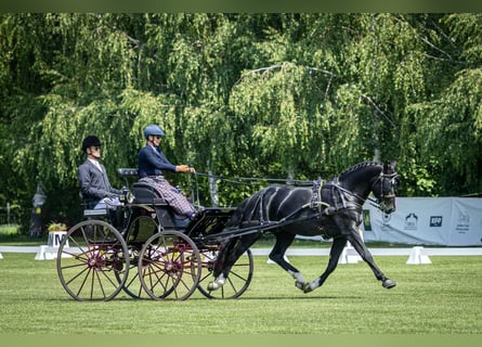 Heavy Warmblood, Gelding, 5 years, 15,2 hh, Black