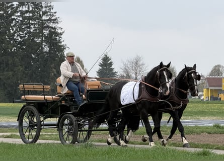 Heavy Warmblood, Gelding, 5 years, 16,1 hh, Black