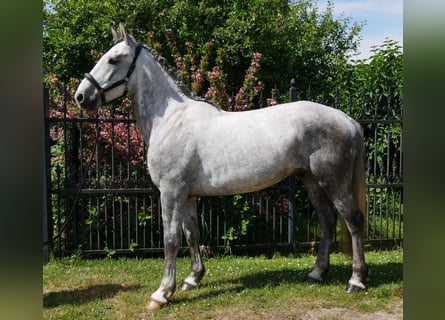 Heavy Warmblood Mix, Gelding, 6 years, 15,2 hh
