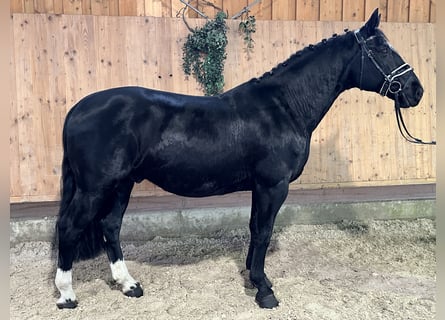 Heavy Warmblood, Gelding, 6 years, 16,1 hh, Black