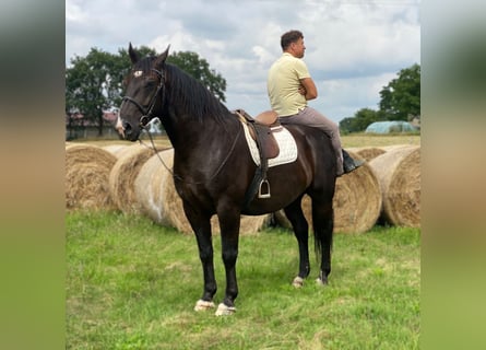 Heavy Warmblood, Gelding, 8 years, 16,1 hh, Black