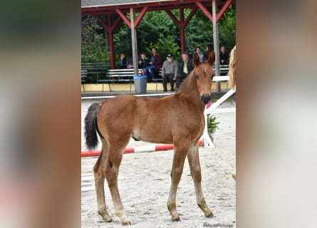 Heavy Warmblood, Mare, 1 year, 16,1 hh, Bay-Dark