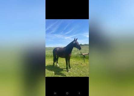 Heavy Warmblood, Mare, 3 years, 15,2 hh, Brown
