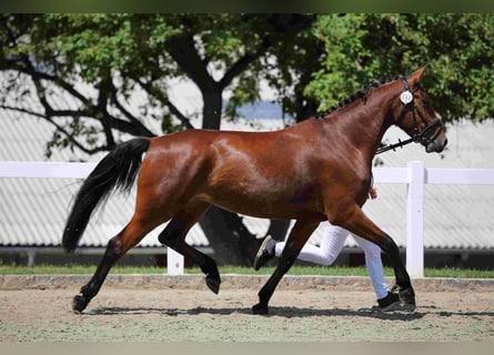 Heavy Warmblood, Mare, 3 years, 16.1 hh, Bay-Dark