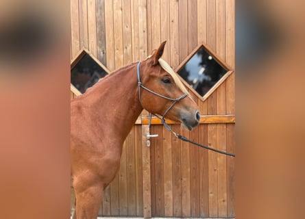 Heavy Warmblood, Mare, 4 years, 15,2 hh, Chestnut-Red