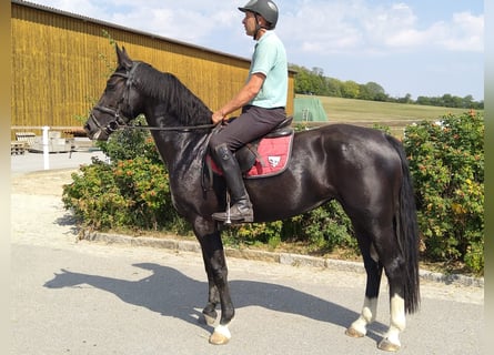 Schweres Warmblut, Stute, 4 Jahre, 16 hh, Rappe