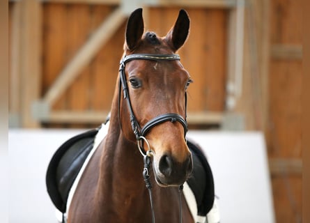 Heavy Warmblood, Mare, 5 years, 15.3 hh, Brown