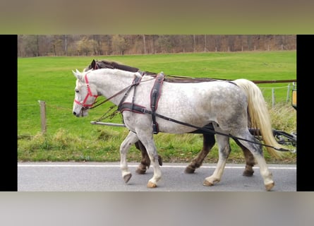 Heavy Warmblood, Mare, 5 years, 16 hh, Grey