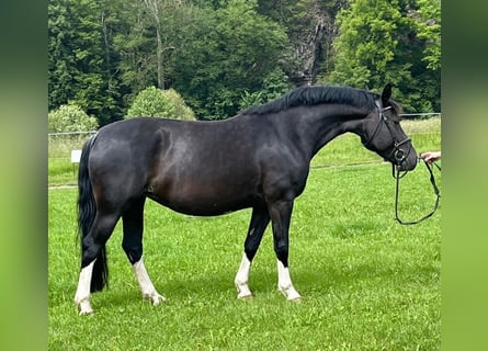 Heavy Warmblood, Mare, 6 years, 15,2 hh, Black