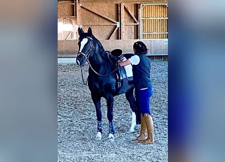 Heavy Warmblood, Mare, 6 years, 15,2 hh, Rabicano