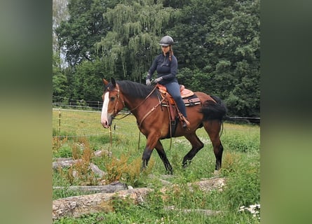 Heavy Warmblood, Mare, 7 years, 16 hh, Brown