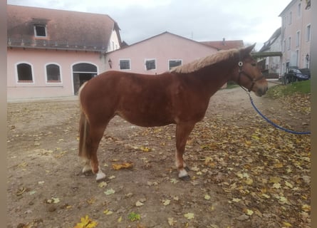 Heavy Warmblood, Mare, 7 years, 16 hh, Chestnut-Red