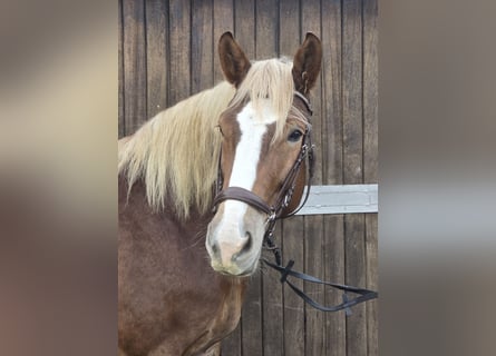 Heavy Warmblood, Mare, 8 years, 15,1 hh